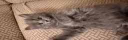 Mixed Breed cats for sale: 3 gorgeous kittens available to leave now! - Advert 1