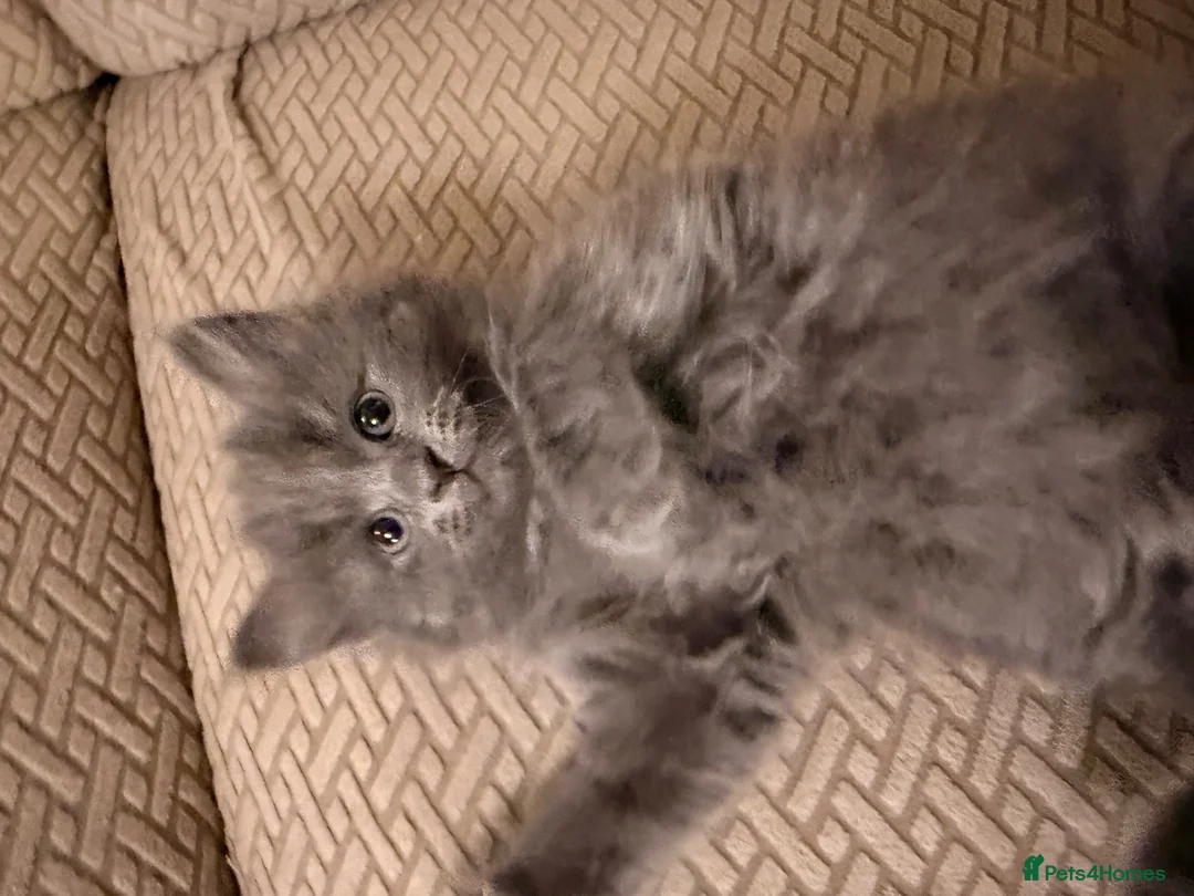 Mixed Breed cats for sale: 3 gorgeous kittens available to leave now! - Advert 1