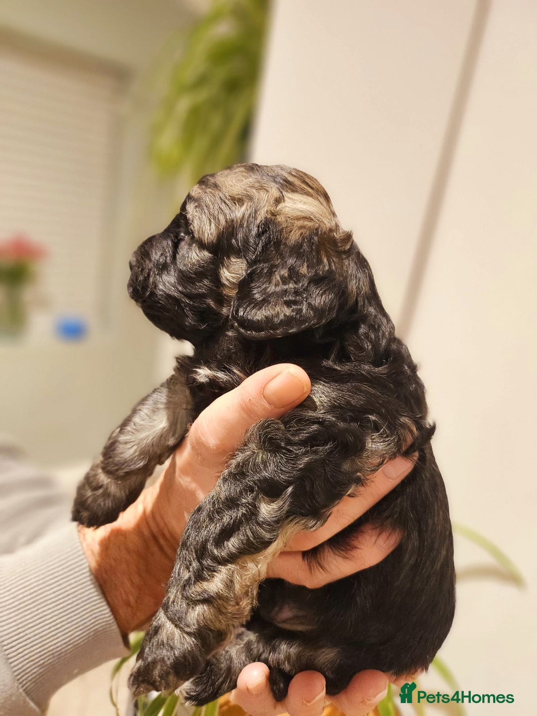 Cockapoo dogs for sale: F2 Cockapoo Puppies – Ready mid-late December - Image 2