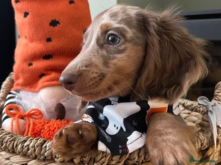 Miniature Dachshund dogs - Advert 2