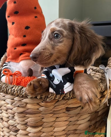 Miniature Dachshund dogs - Advert 9