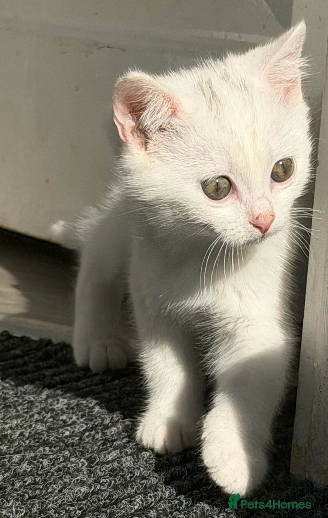 Mixed Breed cats for sale: Adorable kitten - Advert 4