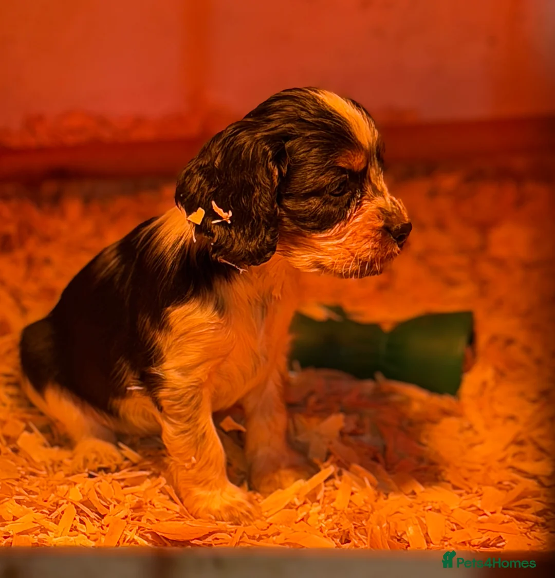 Cocker Spaniel dogs for sale: Stunning ideal family pups  - Advert 5