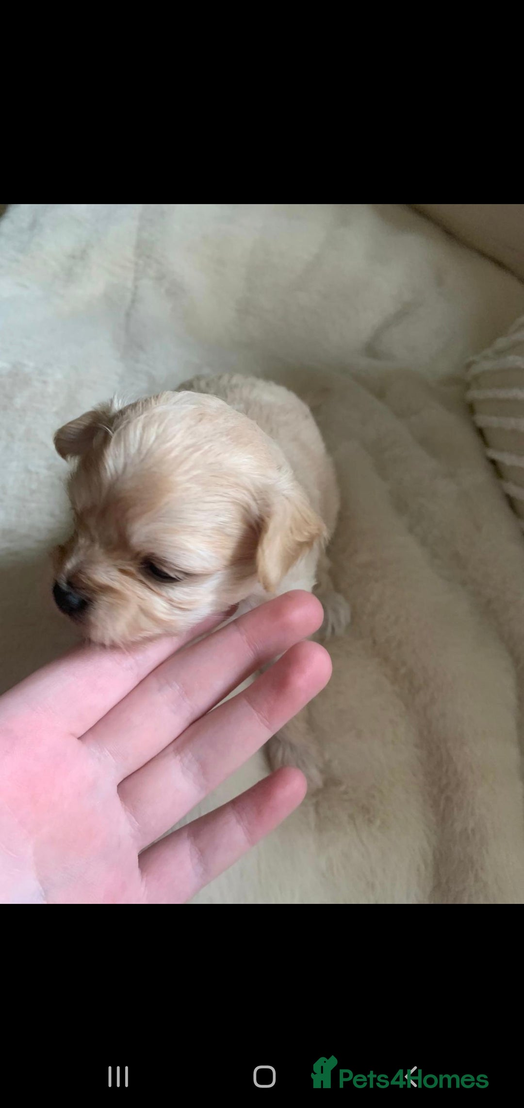Chipoo dogs for sale: Beautiful Chipoo puppies.  - Advert 18