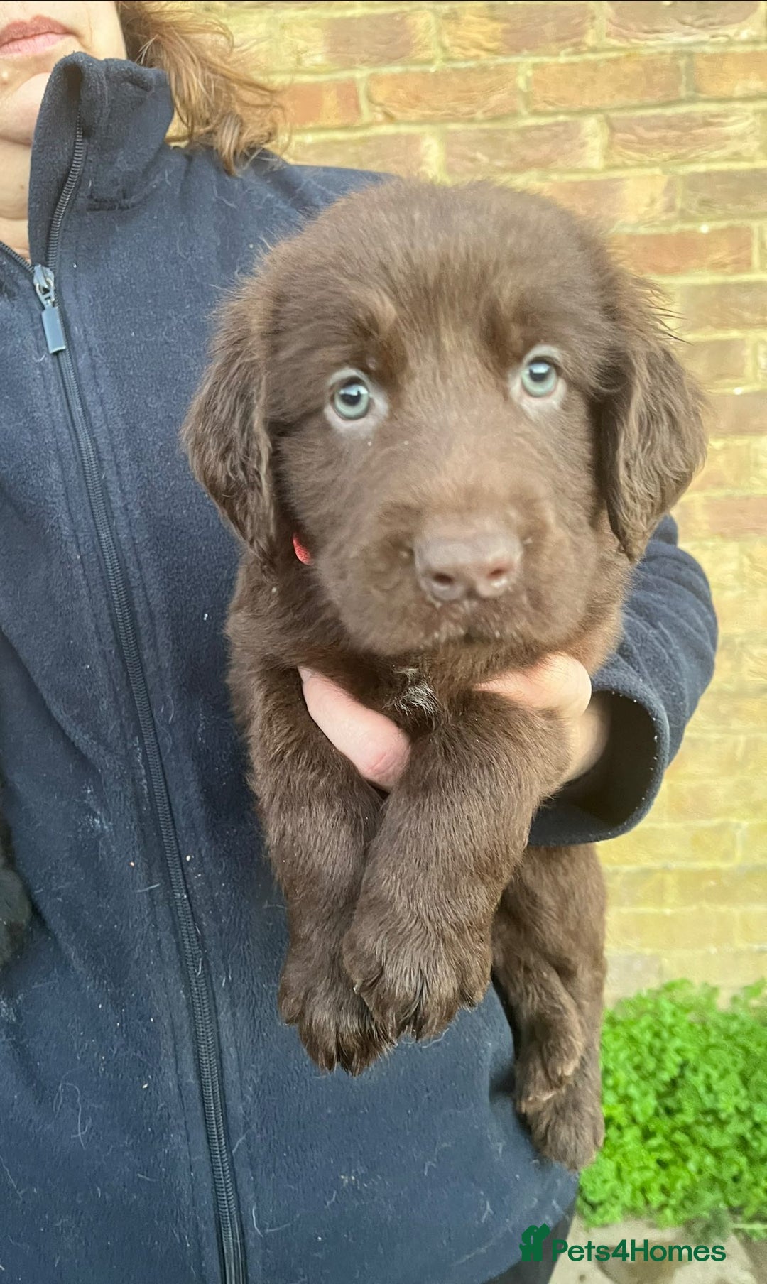 Flat coated Retriever dogs for sale: Lovely Boys Looking For Looking for Home - Advert 6