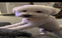 Miniature Poodle dogs for sale: Miniature poodle puppies DUE 8th DEC - Image 7