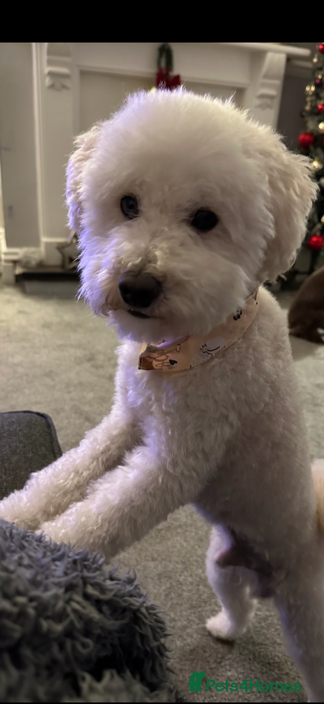 Miniature Poodle dogs for sale: Miniature poodle puppies DUE 8th DEC - Image 7