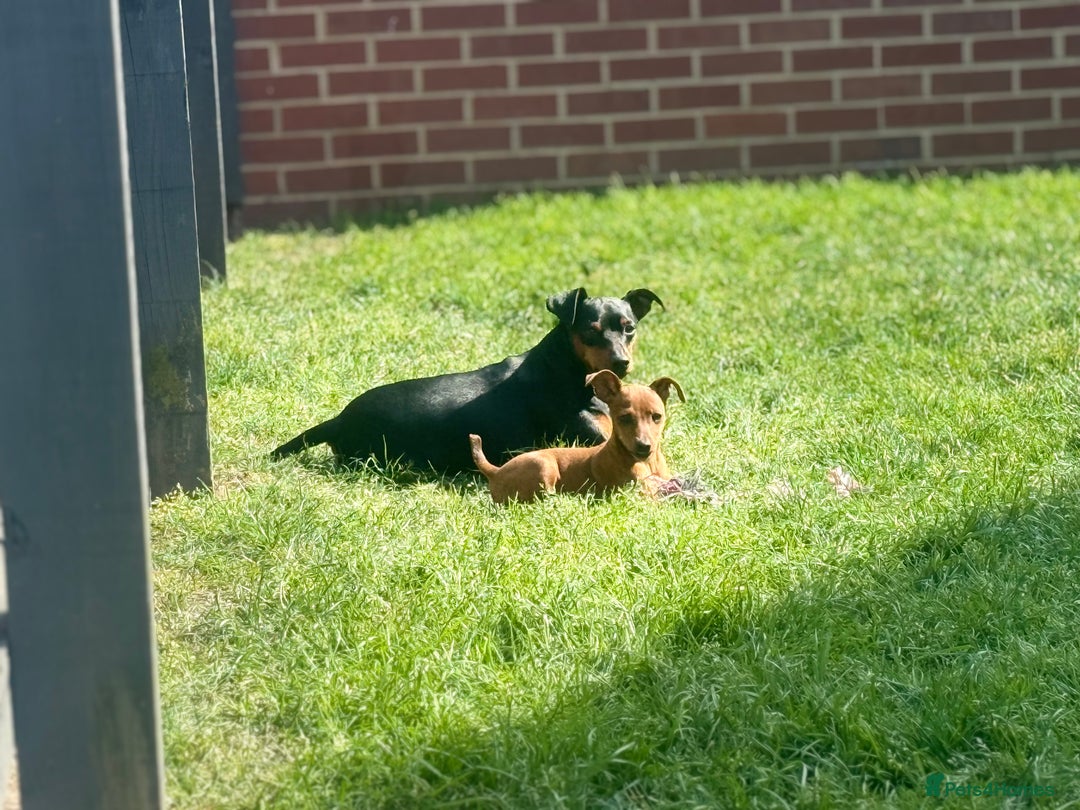 Miniature Pinscher dogs for sale: PURE 100% Miniature Pinscher , KC-reg, DNA tested in Manchester - Image 6