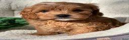 Cavapoo dogs for sale: Cavapoos From Extensively Health Tested Parents - Advert 9