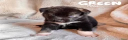 Shepsky dogs for sale: Outstanding Family-Raised Puppies - Advert 16