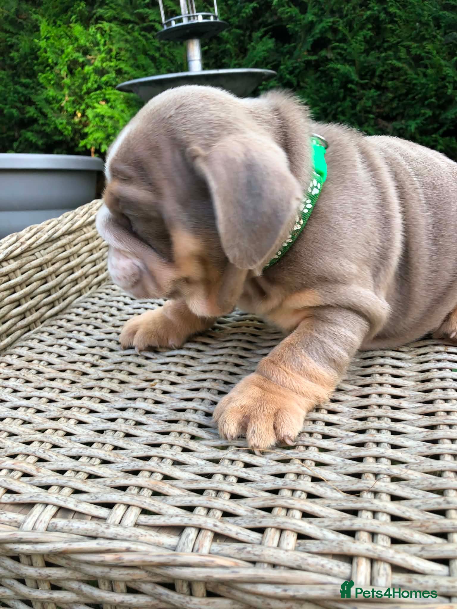 English Bulldog dogs for sale: English bulldog puppies in Doncaster - Advert 5