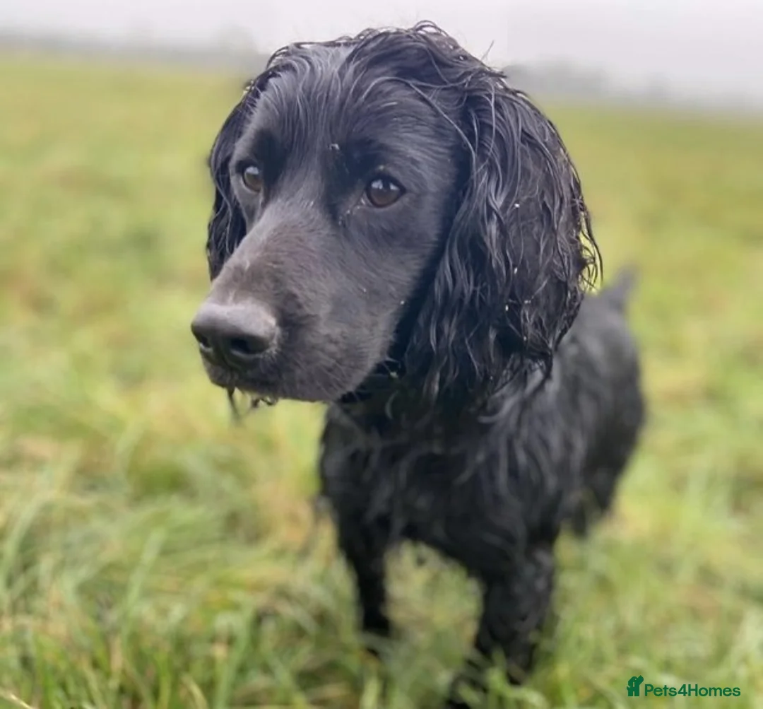 Cocker Spaniel dogs for stud: Proven amazing Stud dogs  in Chatteris - Advert 3