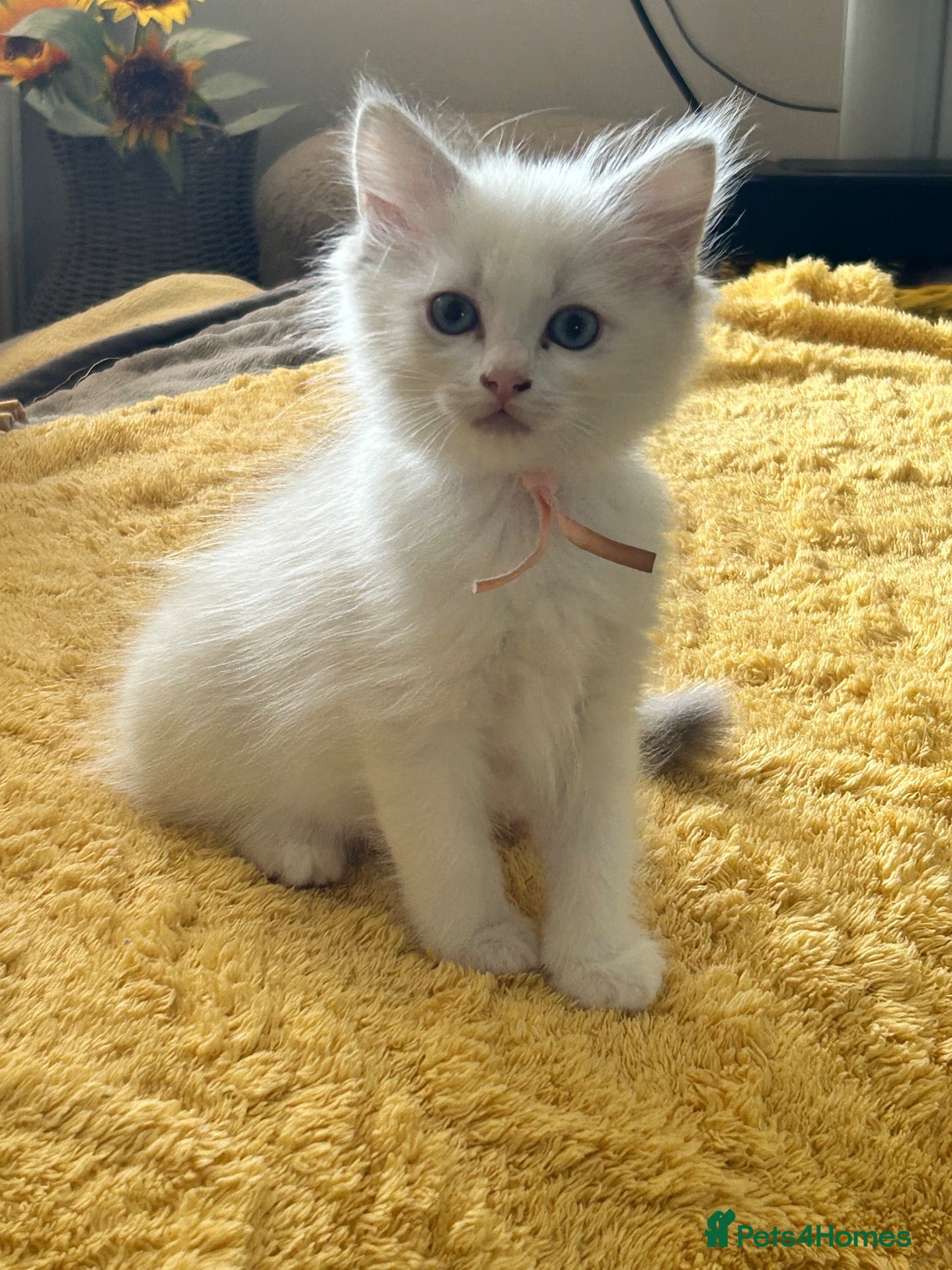 Ragdoll cats 😻 AMAZING RAGDOLL KITTENS READY NOW 😻 - Advert 2