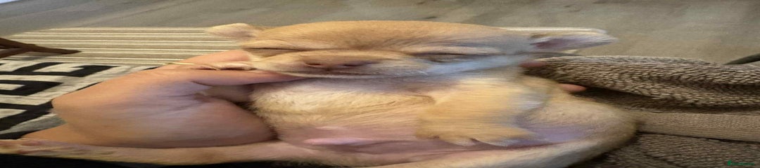 Chihuahua Puppy 1