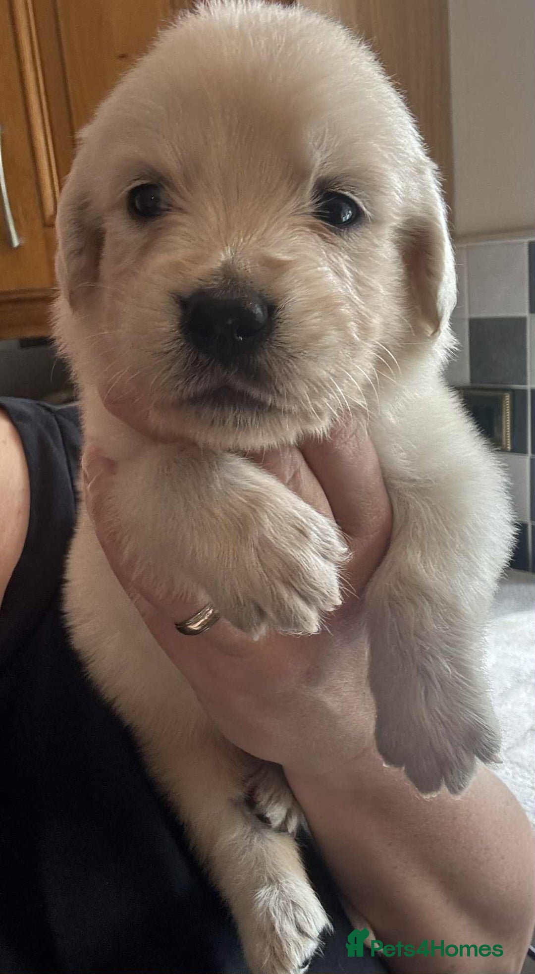 Golden Retriever dogs for sale: Stunning KC Golden Retriever puppies - Image 23