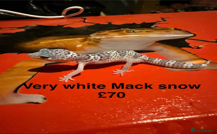 Leopard Gecko reptiles - Advert 1