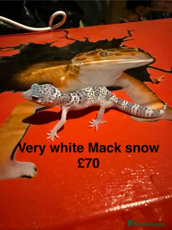 Leopard Gecko reptiles - Advert 3