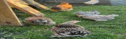 Chickens poultry for sale: Roosters and Hens for sale - Advert 3