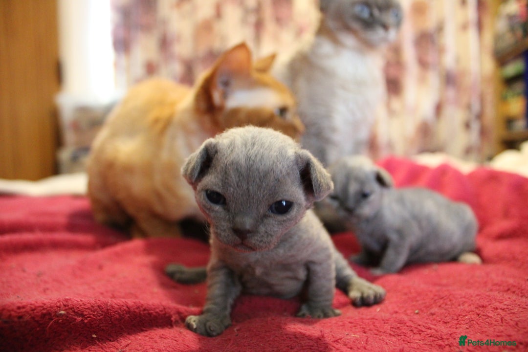 Devon Rex cats for sale: Beautiful GCCF Devon Rex kittens - Image 19