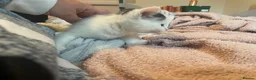 Turkish Van cats for sale: 5 gorgeous kittens ready now - Advert 9