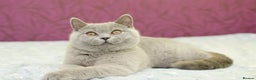 British Shorthair cats for sale: British Shorthair Kittens - Advert 9