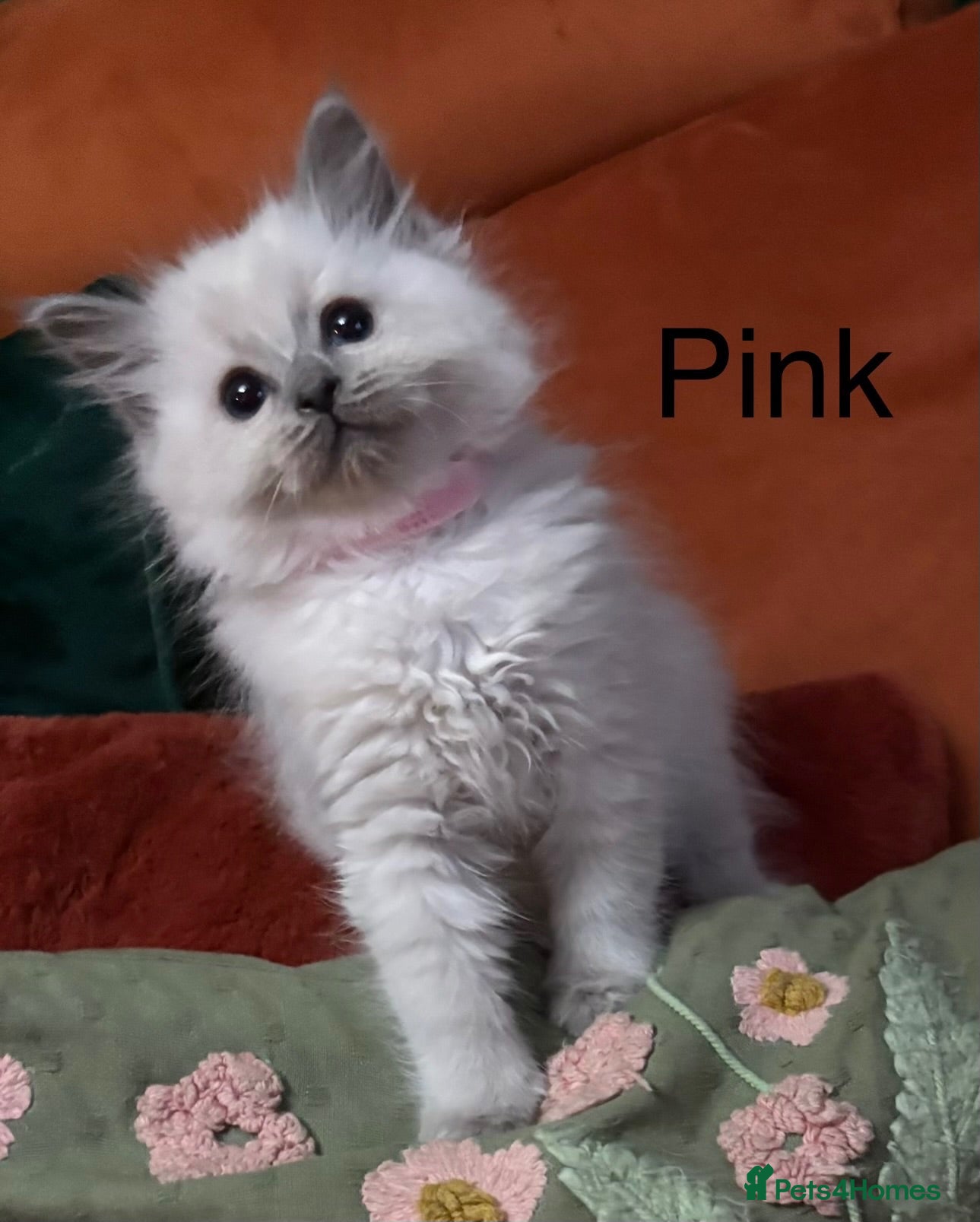 Ragdoll cats Grey Point Ragdoll Kittens - Advert 2