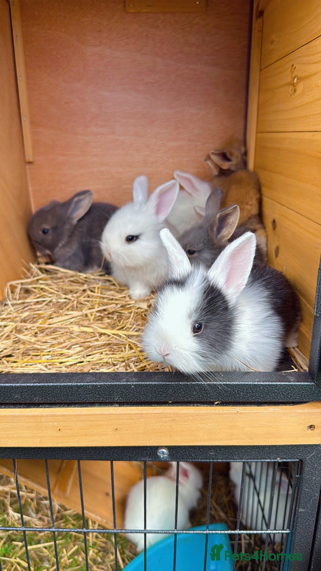 Mixed Breed rabbits for sale: Bunnies/rabbits ( in 2 weeks Will be ready to go ) - Image 2