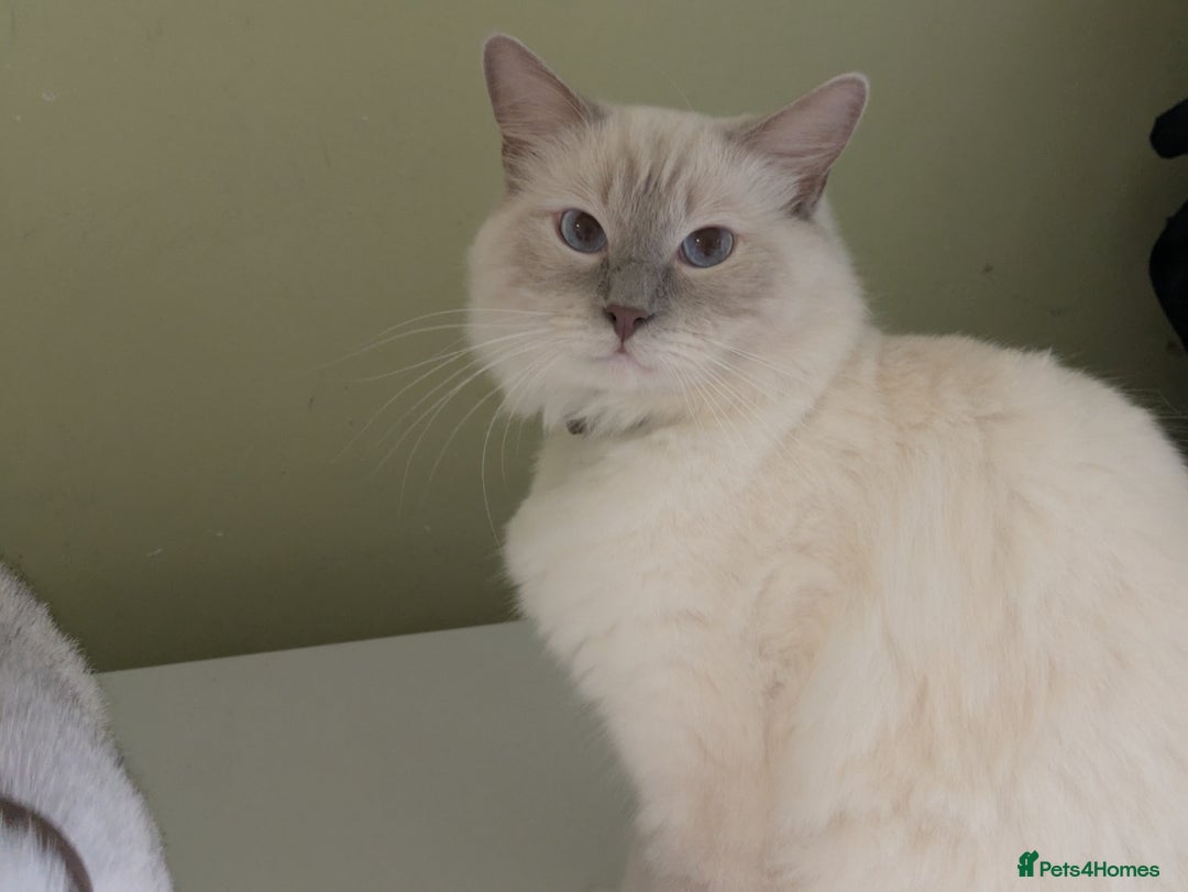 Mixed Breed cats for sale: Stunning British Shorthair cross Ragdoll Girl  - Image 9