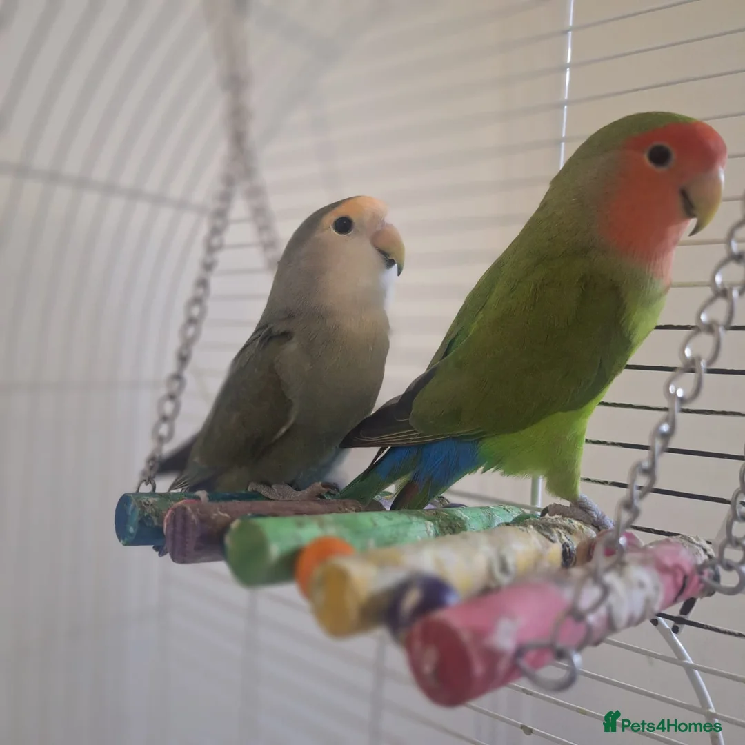 Lovebirds birds for sale: Lovebirds seeking new home 🫪 - Advert 1