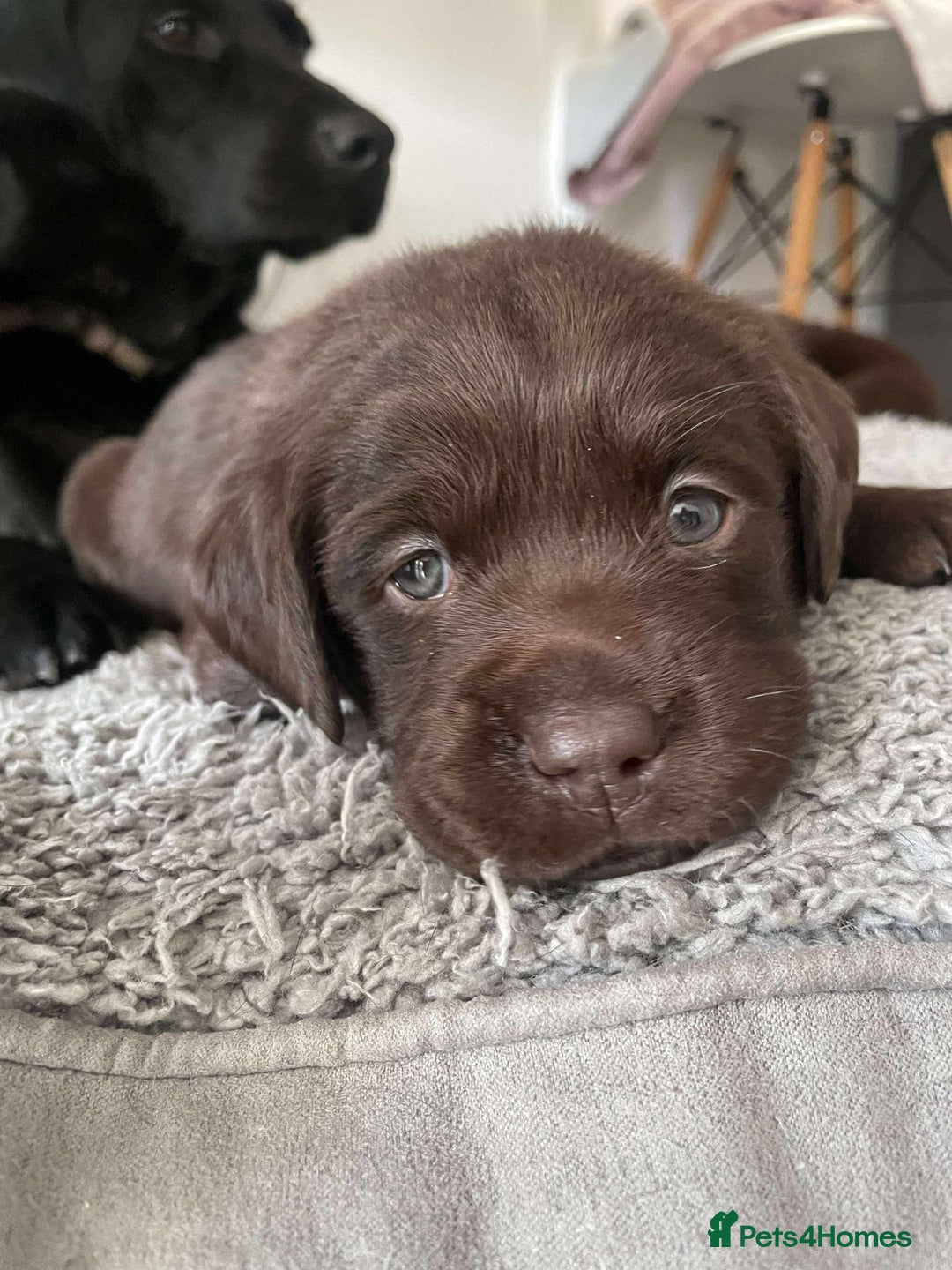 Labrador Retriever dogs for sale: Healthy Labrador Puppies Looking for Forever Homes - Advert 13