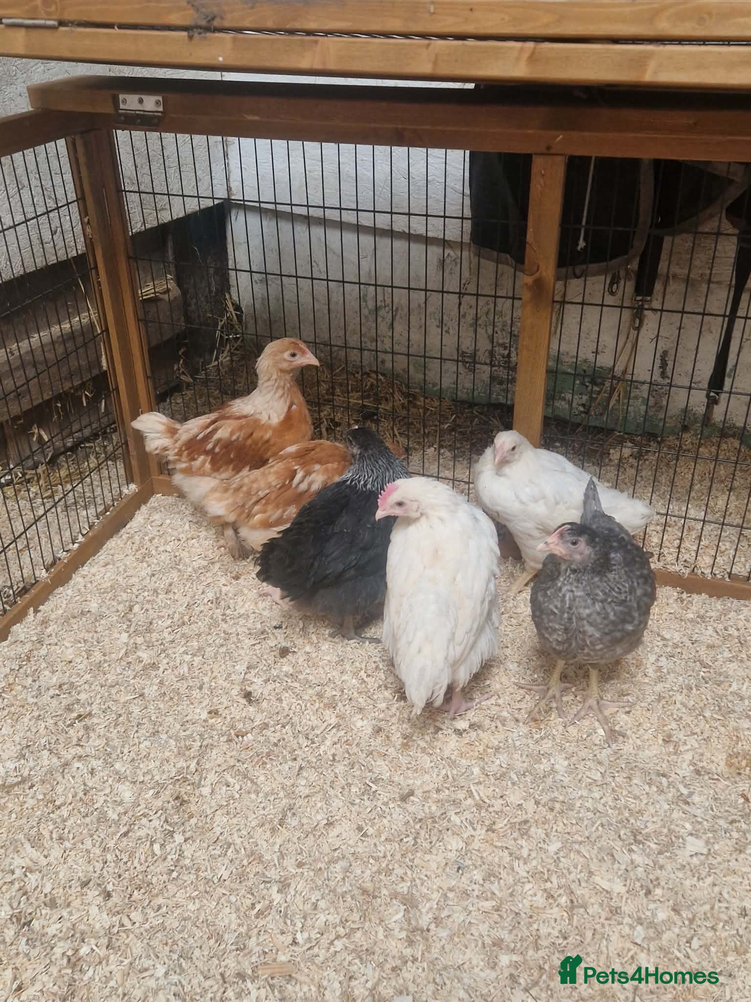 Mixed Breed poultry Stunning just off heat chicks - Advert 5