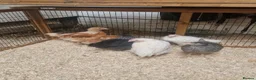 Mixed Breed poultry for sale: Stunning just off heat chicks in Sheffield - Advert 1