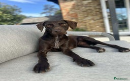 Mixed Breed dogs for adoption: Grace – a quiet, gentle soul needs forever home  - Image 1
