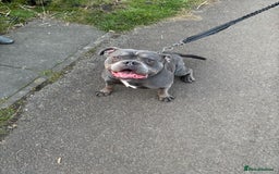 American Bully dogs for sale: American pocket bully  - Image 1