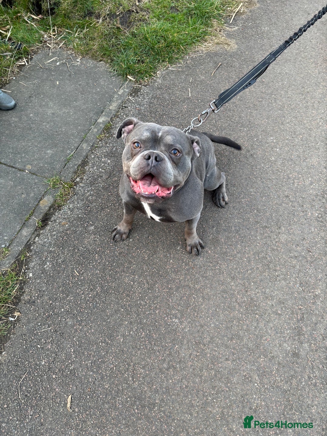 American Bully dogs for sale: American pocket bully  - Image 1