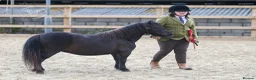 Shetland pony horses for sale: Stunning registered standard Shetland mare - Advert 4