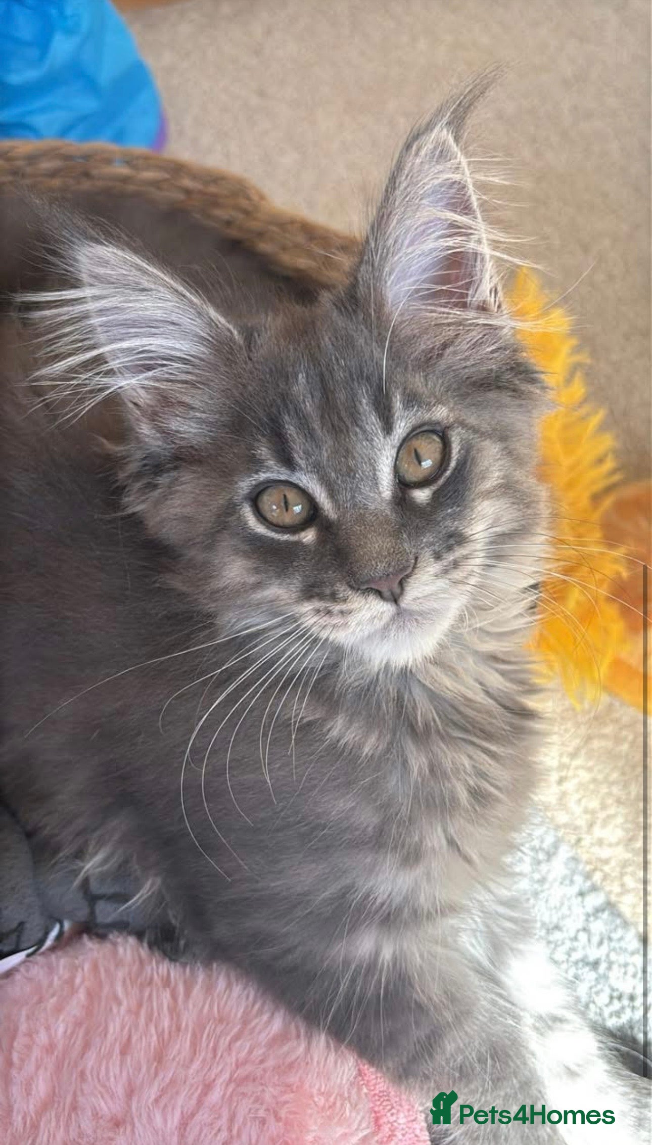 Maine Coon cats Purebred main coone kittens  - Advert 12