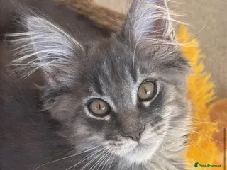 Maine Coon cats Purebred main coone kittens - Advert 12