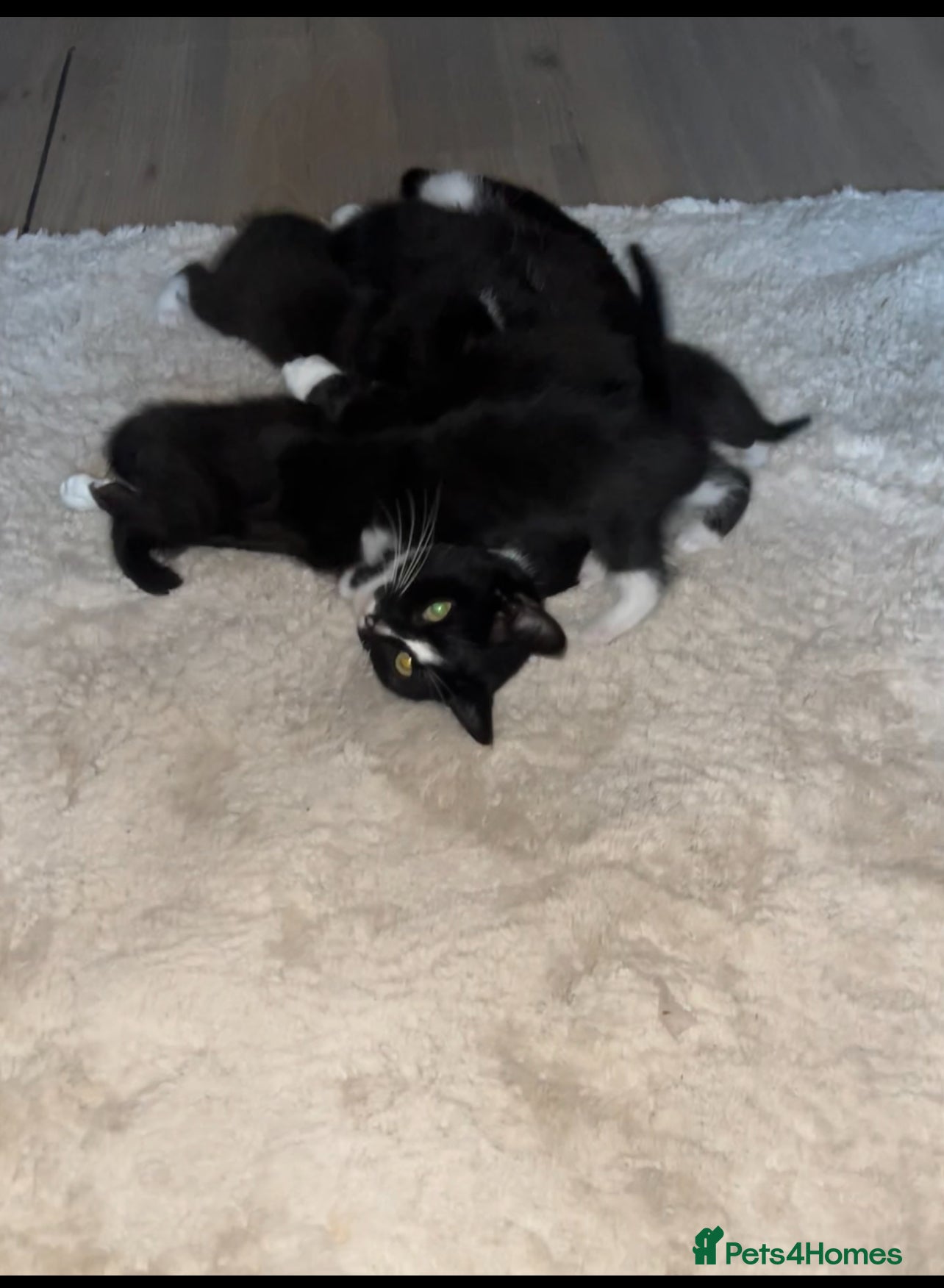 Mixed Breed cats Kittens - Advert 10