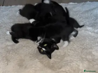 Mixed Breed cats Kittens - Advert 2