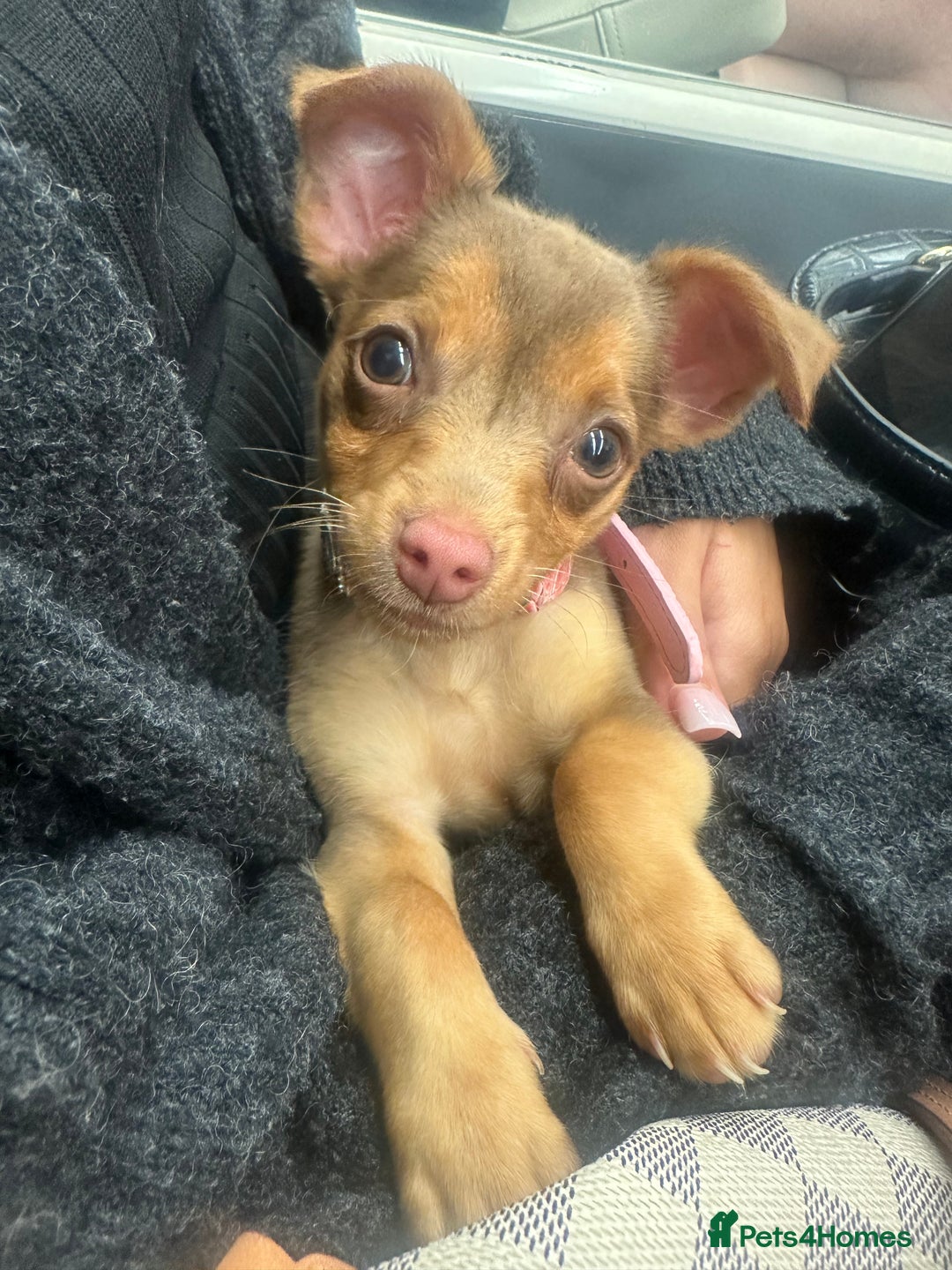Mixed Breed dogs for sale: Cutest girl chihuahua 5 months, fits in my bag🥺 - Image 1