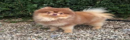 Pomeranian dogs for sale: Chocolate Parti Pomeranian  - Advert 6