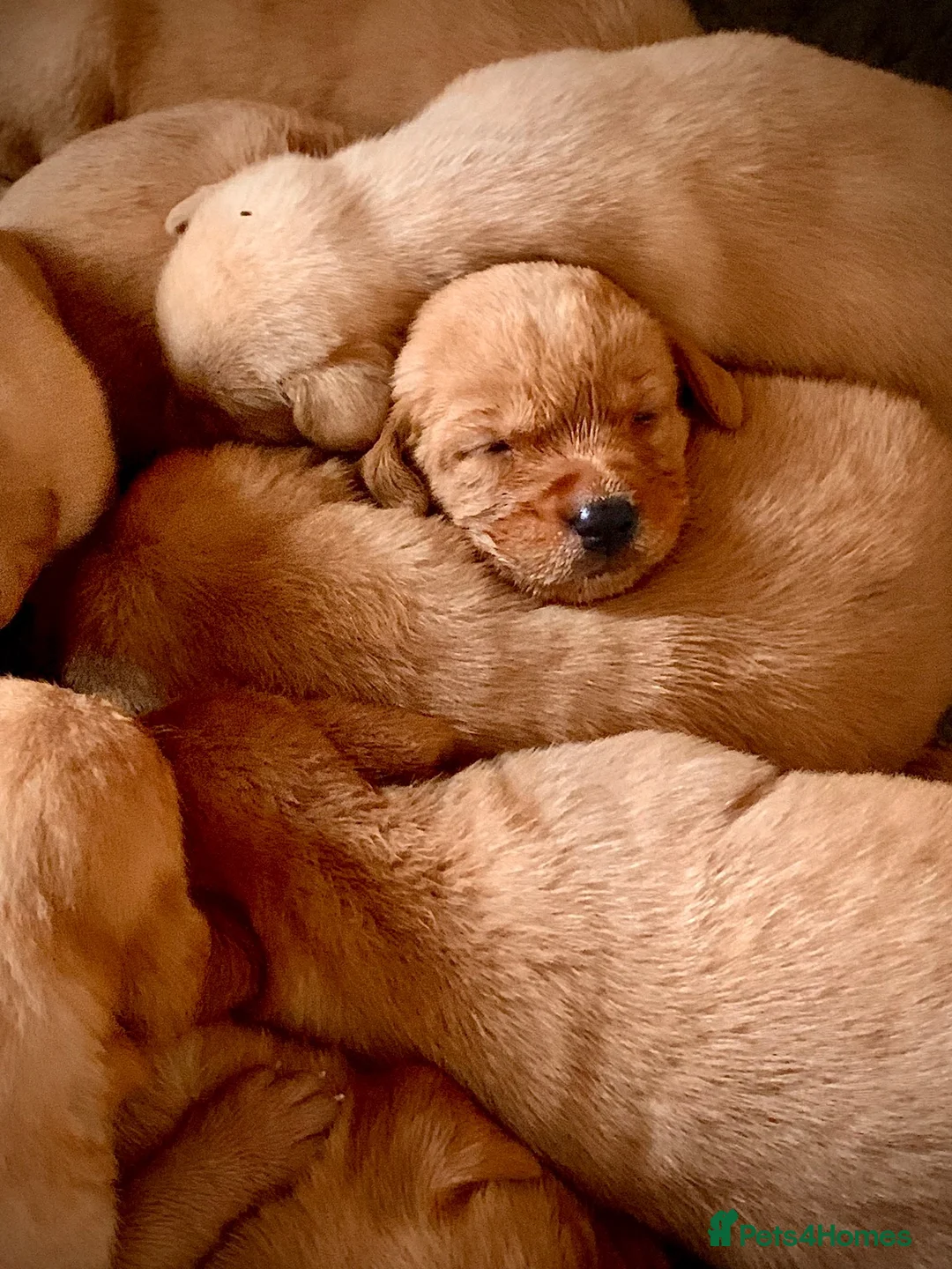 Labrador Retriever dogs for sale: KC registered Fox Red Labrador puppies - Advert 1