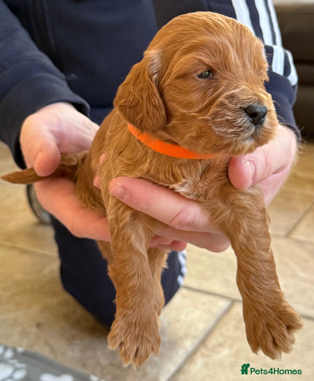 Cockapoo dogs for sale: F1 Toy cockapoo’s - Advert 7