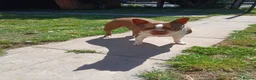 Boston Terrier dogs for sale: Boston Terrier Special Home Needed - Advert 7