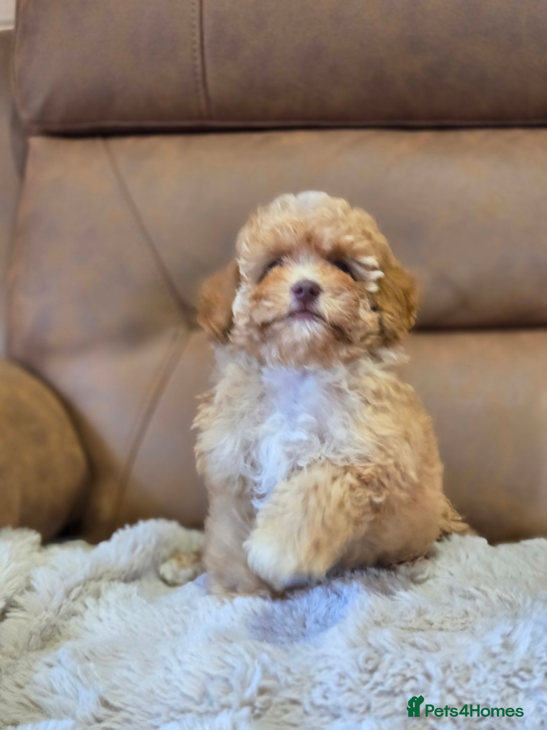 Cavapoo dogs for sale: 1 SMALL RED GIRL READY TO GO NOW!!  - Image 5