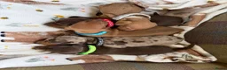 Miniature Dachshund dogs for sale: Miniature dachshund puppies available  - Advert 5