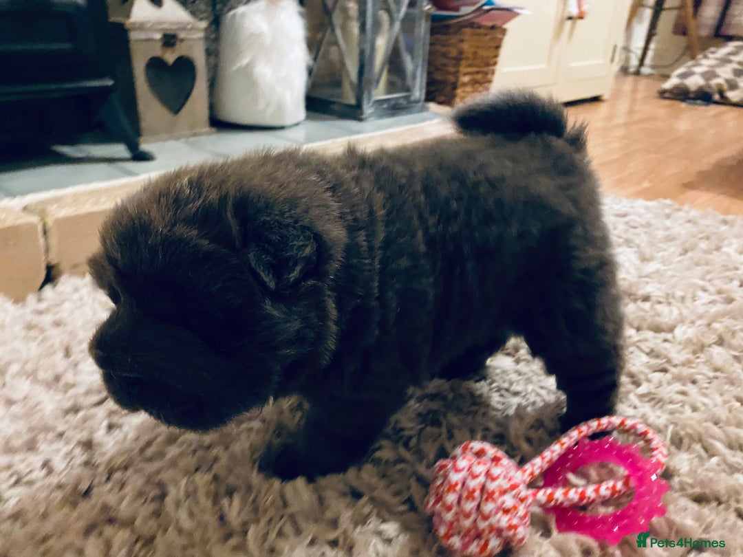 Shar Pei dogs for sale: Bear coat shar pei blue girl  - Advert 7