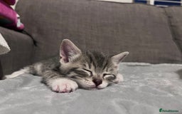 Mixed Breed cats for sale: Beautifully unique kittens - Image 13