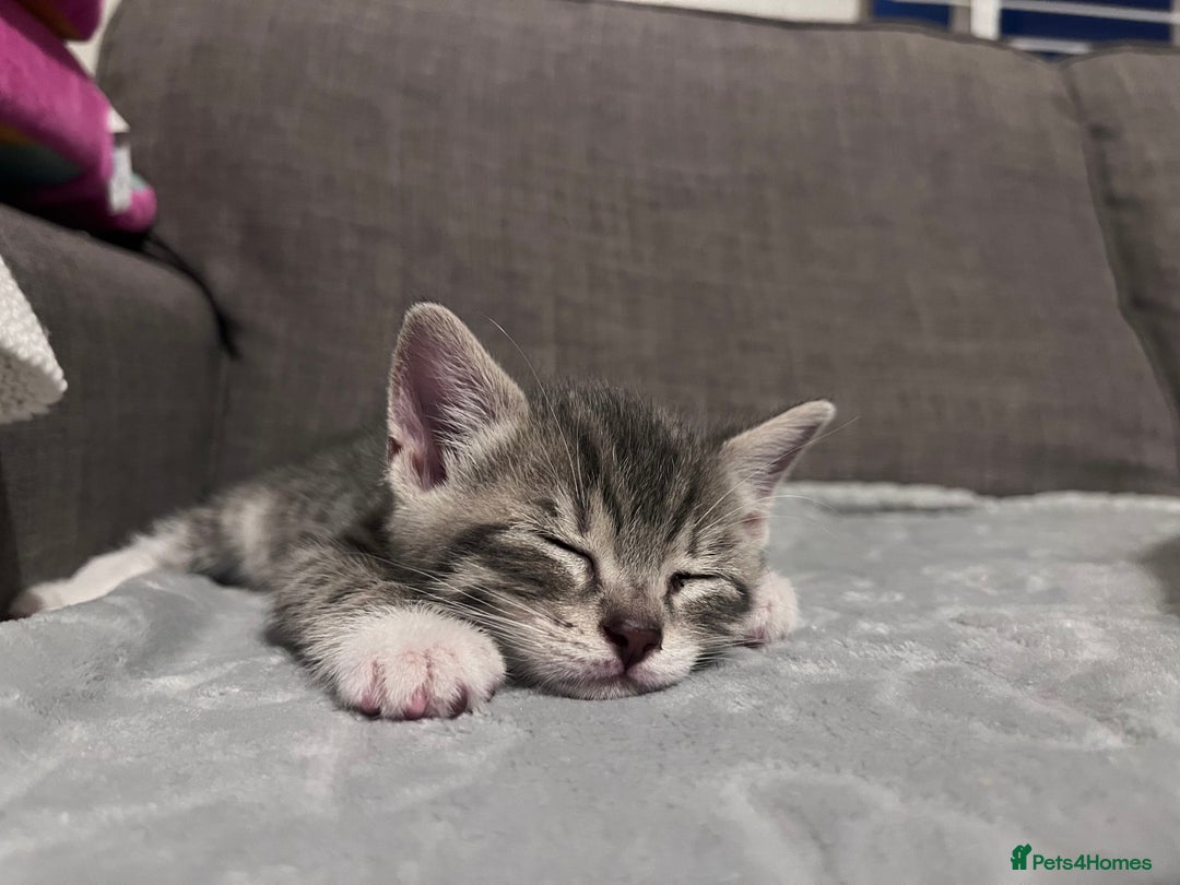 Mixed Breed cats for sale: Beautifully unique kittens - Image 13
